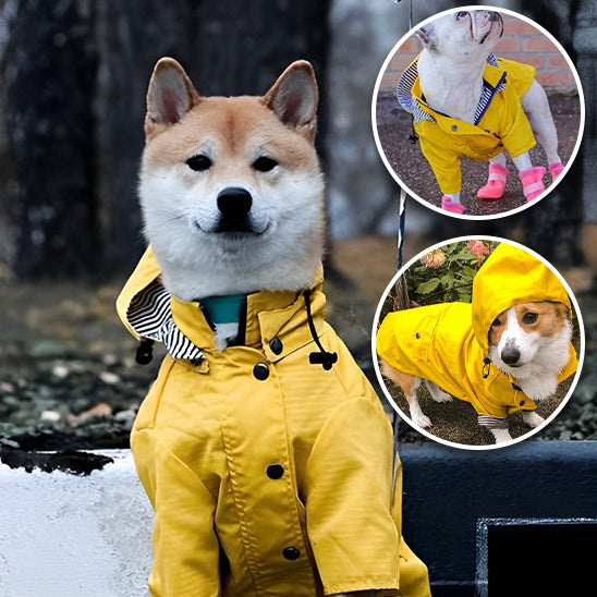 MANTEAU CHIEN PRINTEMPS-SPRINGDOGâą
