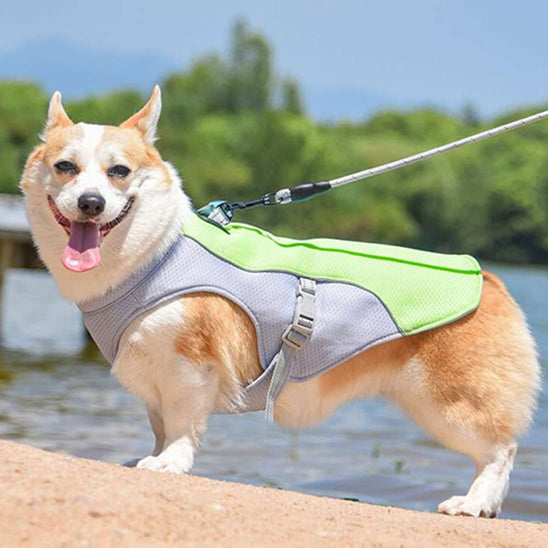 CHIEN MANTEAU JEUNESSE-YOUTHDOG™