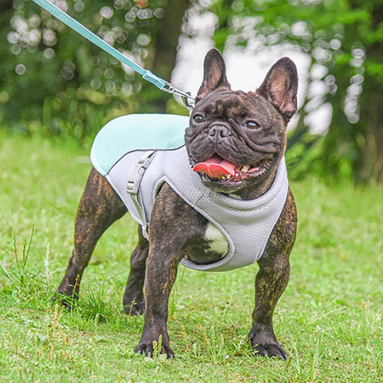 CHIEN MANTEAU JEUNESSE-YOUTHDOG™