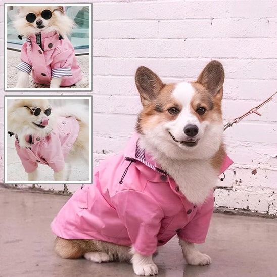MANTEAU CHIEN PRINTEMPS-SPRINGDOGâą