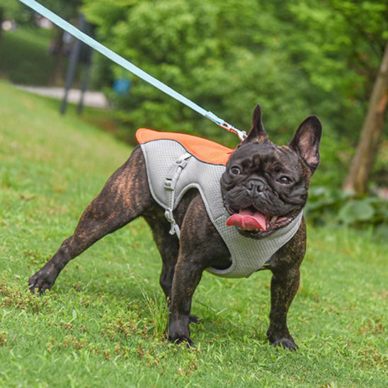 CHIEN MANTEAU JEUNESSE-YOUTHDOG™