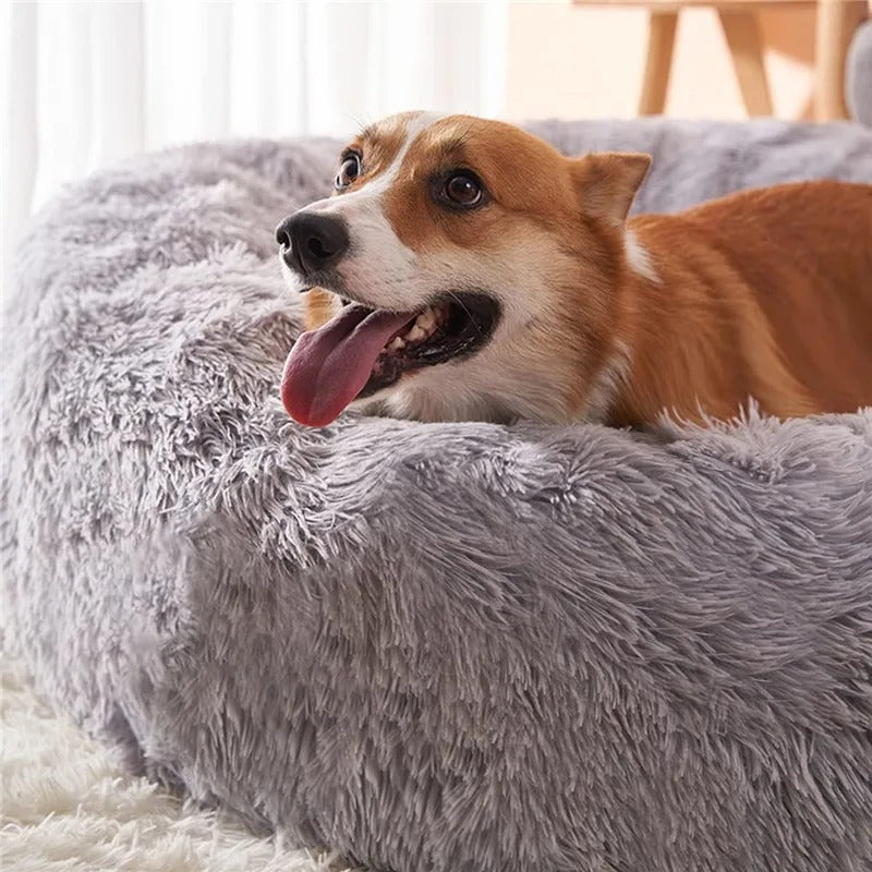 PANIER CHIEN DESIGN MIGNON-CUTYDOGâą