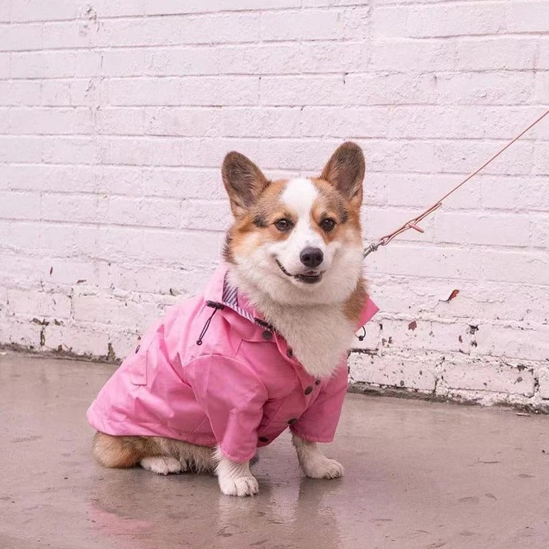 MANTEAU CHIEN PRINTEMPS-SPRINGDOGâą