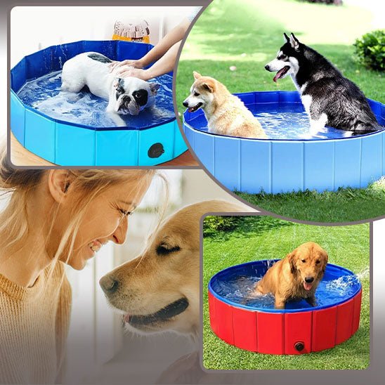 POOL DOG - Galaxie canine
