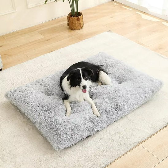 Coussin pour chien