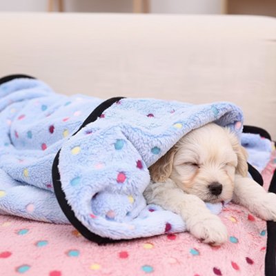 Couverture pour chien