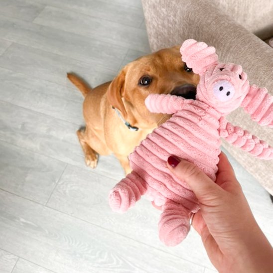 Peluche pour chien
